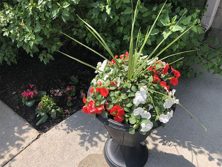 Fleurs à l'entrée de notre foyer pour retraités à Montréal - Résidence Alexis-Nihon (Résidence à Ville St-Laurent)